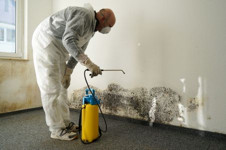 mold inspection tips