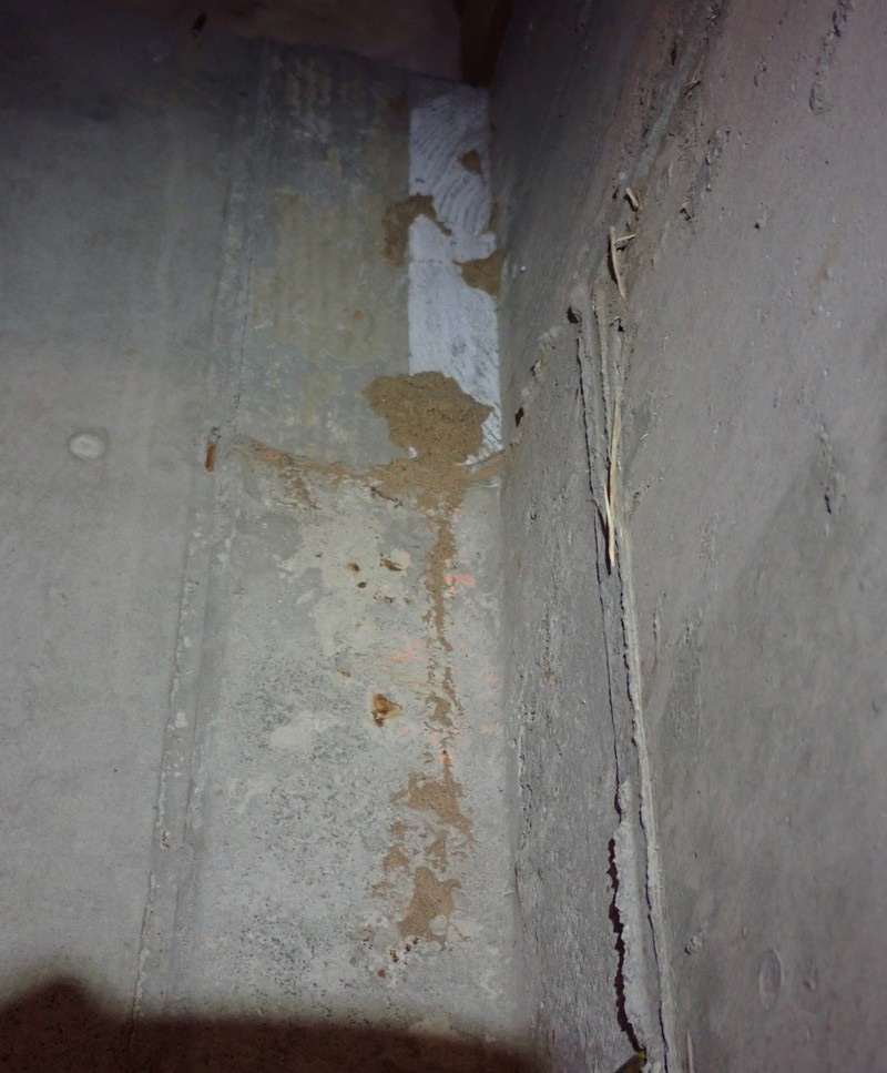 Termite Mud Tubes in Cresskill NJ